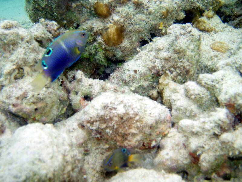PC050796 