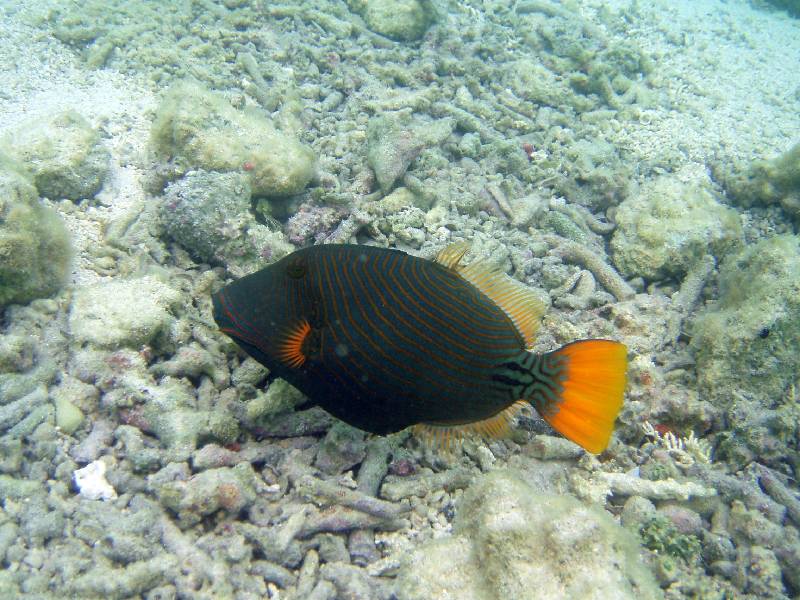 PC050808 