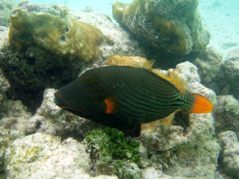 PC050818 