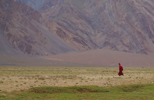 [PHOTO] Ladakh - moine des champs