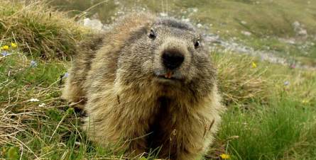 Marmotte