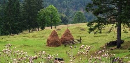Une belle paire de meules, et une grosse poitrine